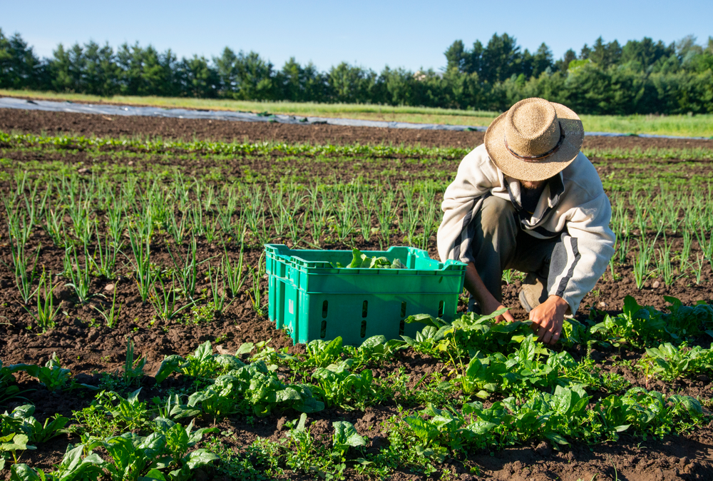 Organic foods in Singapore with all natural farming practices | sashasfinefoods.com