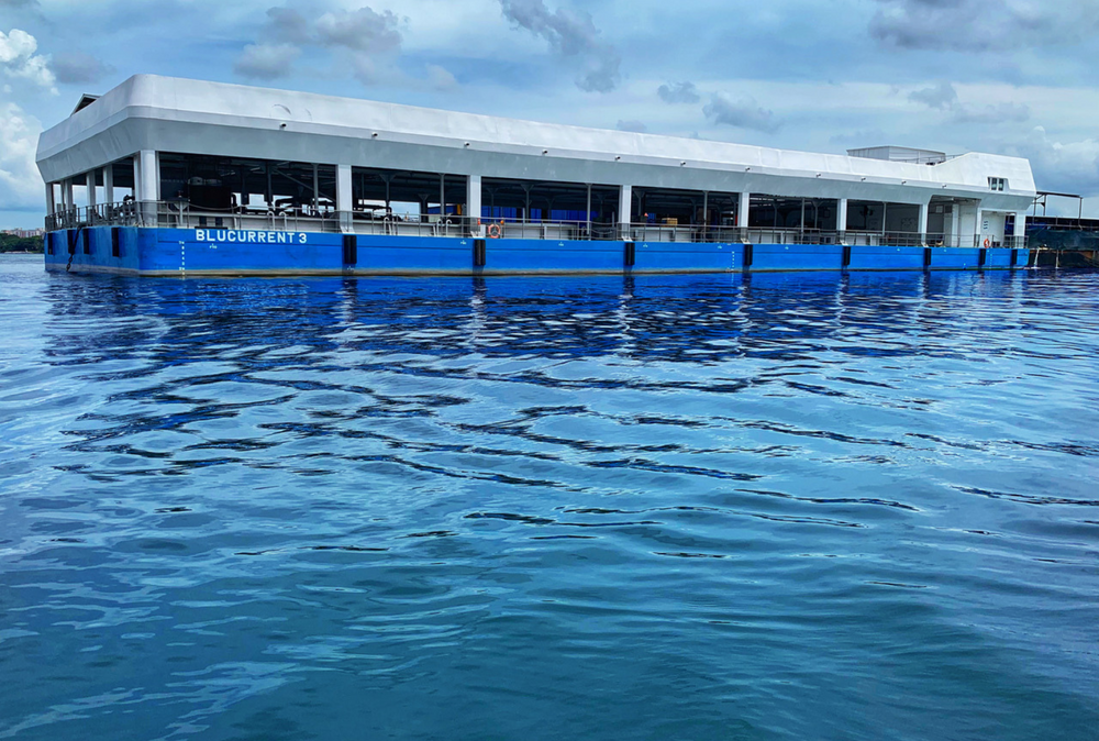 BluCurrent Local Fish, Singapore