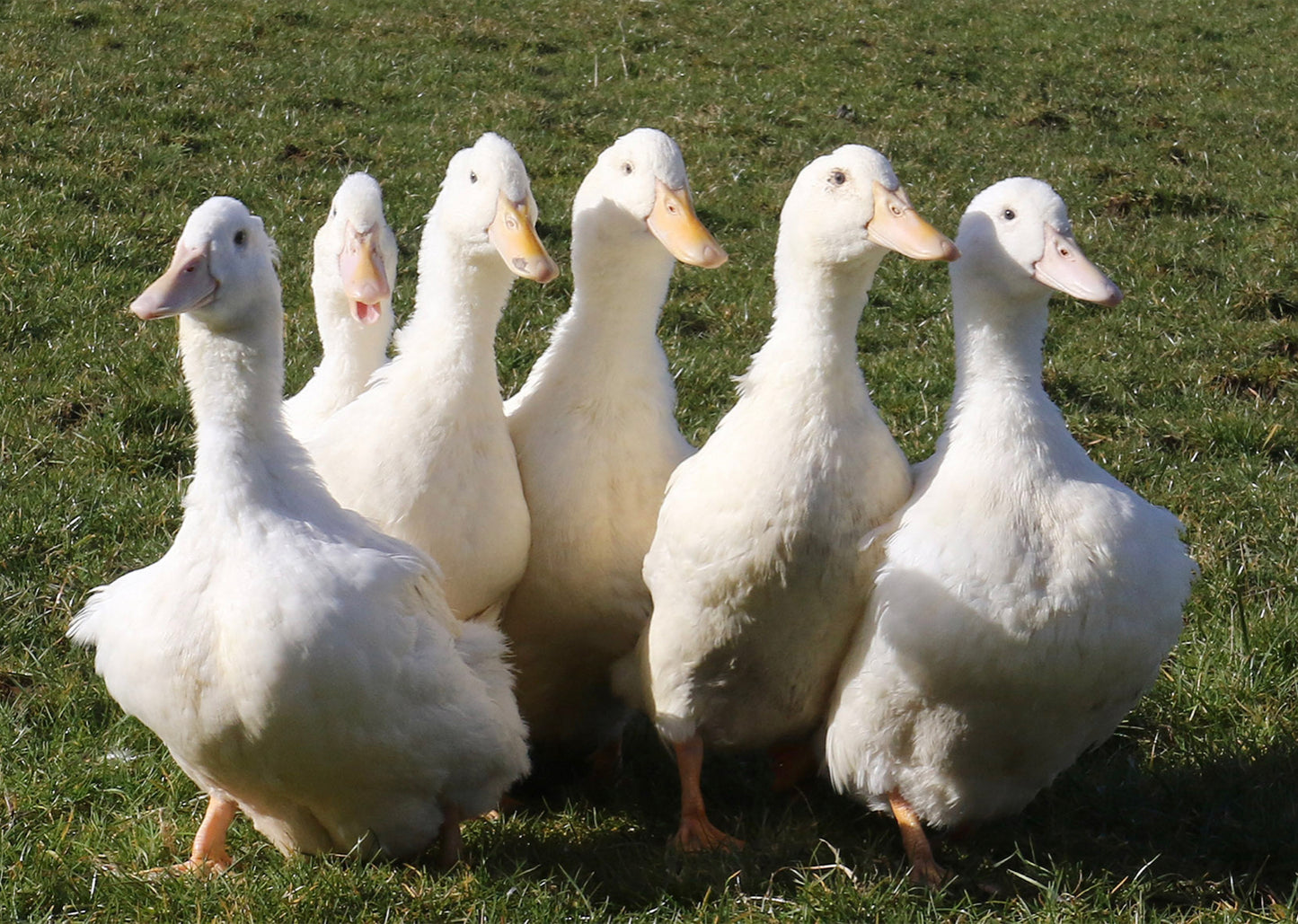 Silver Hill Duck, Ireland